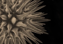 spikey virus_014edcu copy